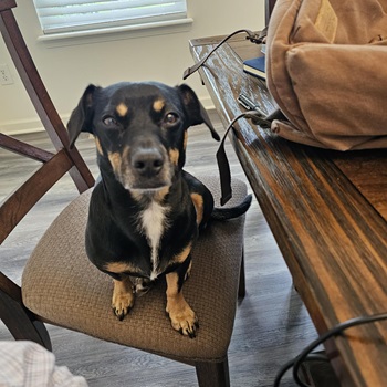 Dog Mixed Dachshund, Charlie, co-attending a Zoom meeting