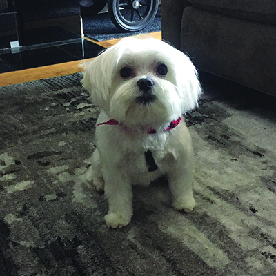 Photo of JoAnna's dog Finn