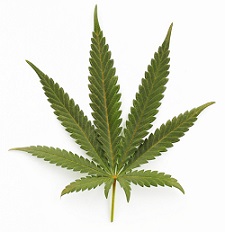 Marijuana-Leaf