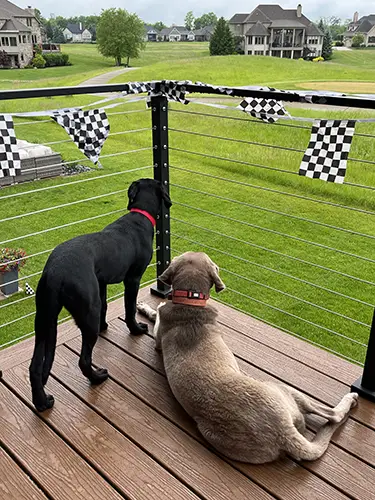 Ashley’s dogs, Cannon and Max, resting up for Race Day